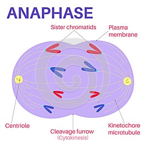 AnaphaseÂ is the stage of mitosis.